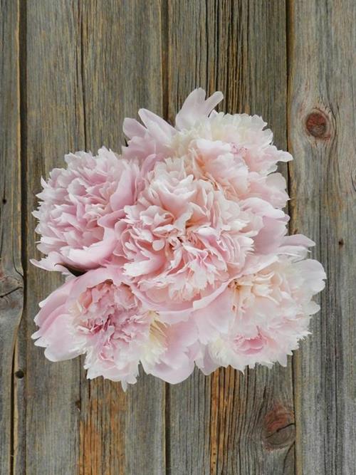 PECHER  LIGHT PINK PEONIES